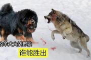 米兰体育-摩纳哥进攻猛，对阵几内亚，胜负难言谁能胜出？